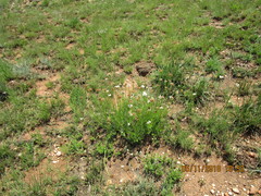 Callilepis leptophylla
