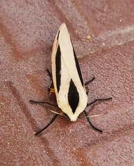 Creatonotos