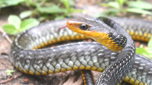 Amazon Coachwhip, Chironius carinatus