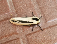Creatonotos