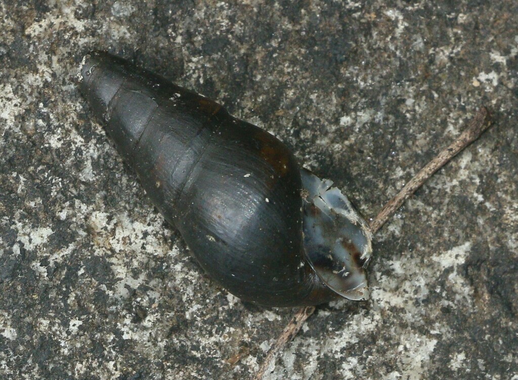 Paracrostoma martini