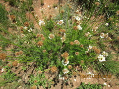 Callilepis leptophylla