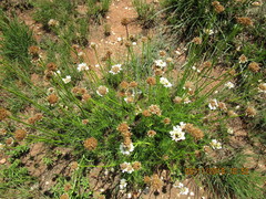 Callilepis leptophylla