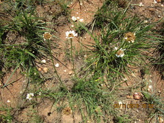 Callilepis leptophylla