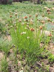 Callilepis leptophylla