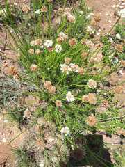 Callilepis leptophylla