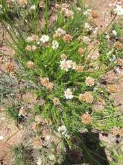 Callilepis leptophylla