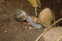 Helminthoglypta benitoensis