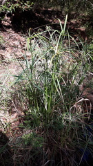 Cyperus sexangularis