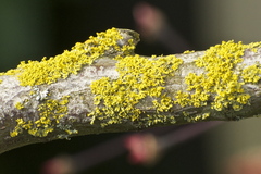 Xanthoria polycarpa image