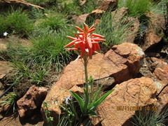 Aloe verecunda