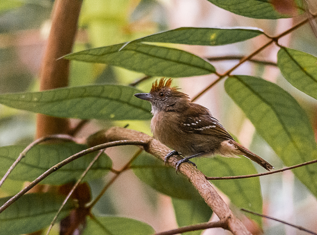 Natterer's Slaty-Antshrike