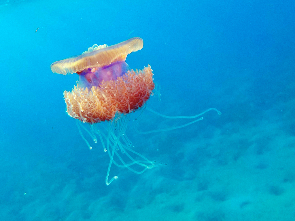 Cauliflower Jelly from 45km 3104 Egypt، South Marsa Alam Road، Marsa ...