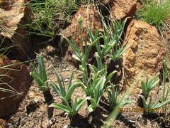 Aloe verecunda