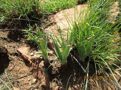 Aloe verecunda