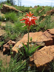 Aloe verecunda