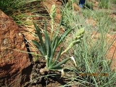 Aloe verecunda