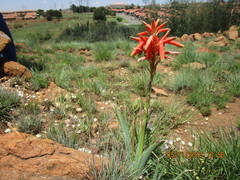 Aloe verecunda