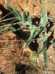 Aloe verecunda