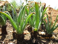 Aloe verecunda