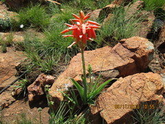 Aloe verecunda