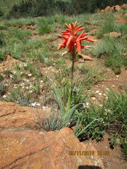 Aloe verecunda