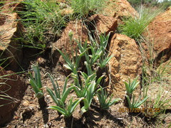 Aloe verecunda