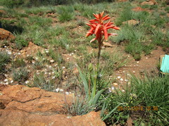 Aloe verecunda