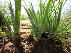 Aloe verecunda