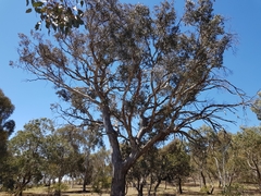 Eucalyptus blakelyi