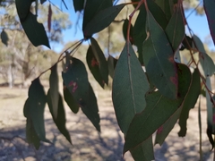 Eucalyptus blakelyi