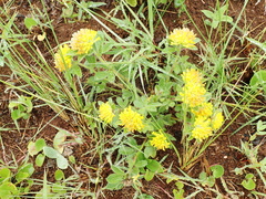 Leobordea foliosa
