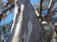 Eucalyptus blakelyi