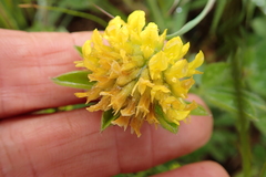 Leobordea foliosa