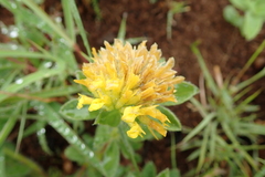Leobordea foliosa