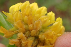 Leobordea foliosa