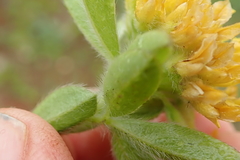 Leobordea foliosa
