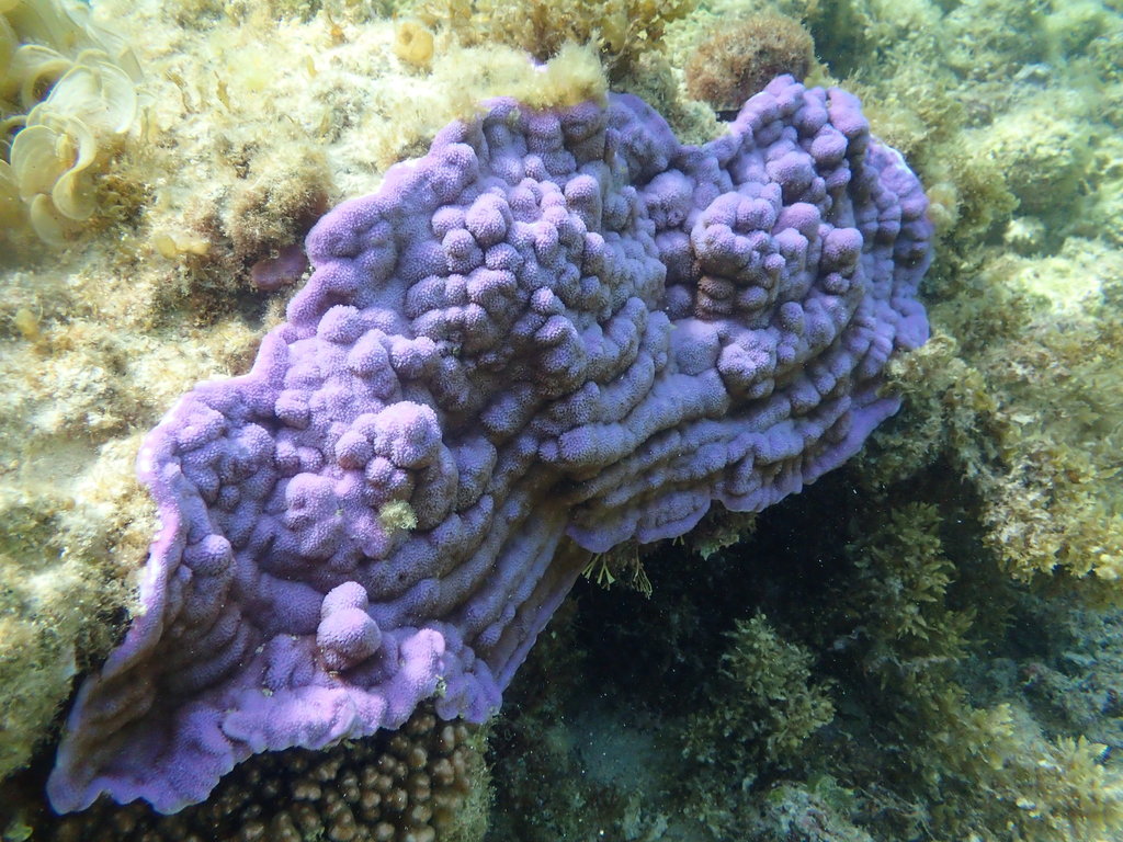Montipora mollis