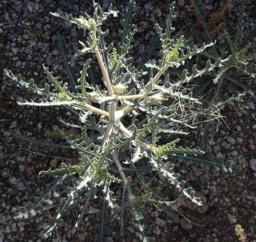 Image of Mentzelia procera by (c) bmasinton, some rights reserved (CC BY-SA)