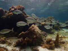 Kyphosus cornelii