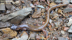 Onychodactylus koreanus