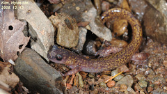 Onychodactylus koreanus
