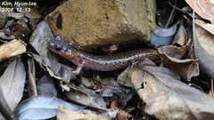 Onychodactylus koreanus