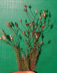 Wahlenbergia squamifolia