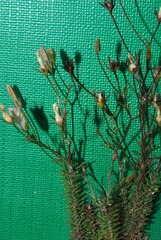 Wahlenbergia squamifolia