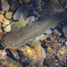 Slender Catfish - Photo (c) Kim, Hyun-tae, some rights reserved (CC BY), uploaded by Kim, Hyun-tae