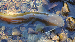 Silurus microdorsalis