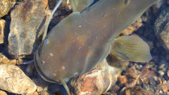 Silurus microdorsalis