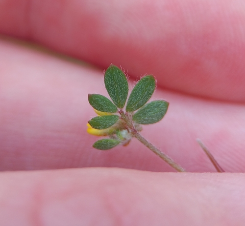 Image of Acmispon micranthus by (c) Tyler Ekholm, some rights reserved (CC BY)