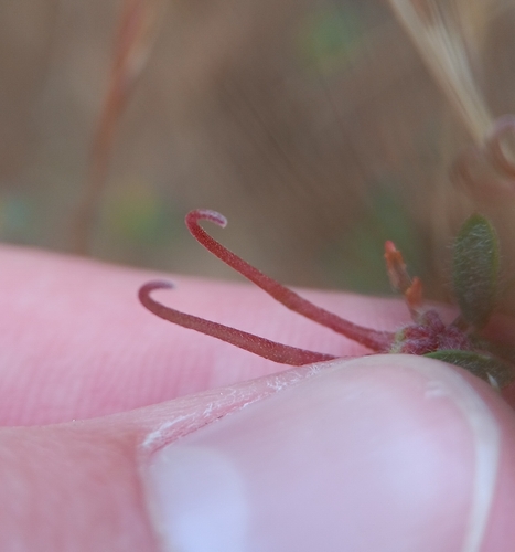 Image of Acmispon micranthus by (c) Tyler Ekholm, some rights reserved (CC BY)